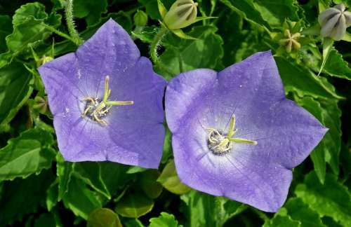 Rozwar Flowers Blue Closeup Nature Garden Spring