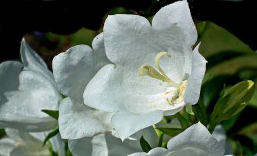 Rozwar Flowers White Closeup Nature Garden