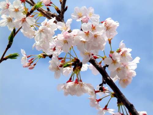 Sakura Pink Spring Blossom Nature Branch Bloom
