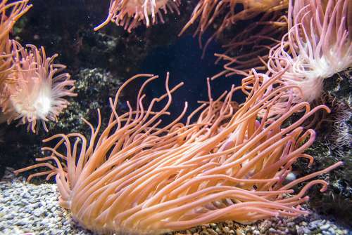 Salt Water Coral Underwater Underwater World Ocean