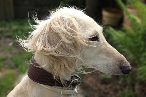 Saluki Persian Greyhound Dog Pet Portrait Beauty
