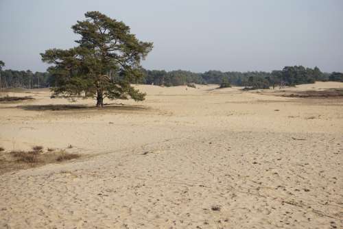 Sand Drifts Tree Den Nature Landscape Netherlands