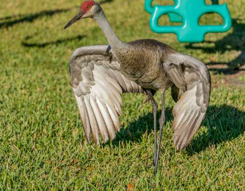 Sand Hill Crane Endangered Nature Tropical Wildlife