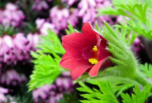 Sasanka Flower Red Garden Macro Hairy Nature