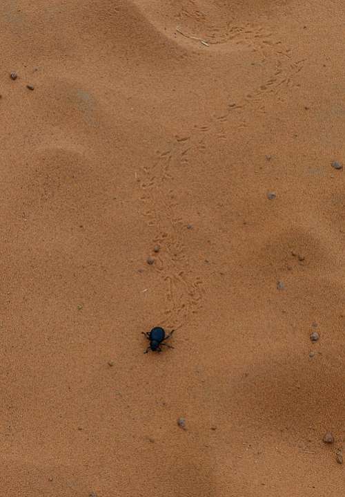 Scarab Beetle Desert Sand Animal Traces