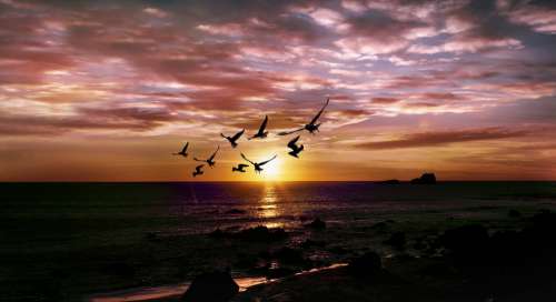 Sea Twilight Sunset Cloud Seagull Serenity Warm