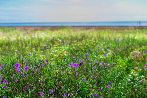 Sea Flowers Nature Spring Bloom Colorful Plant