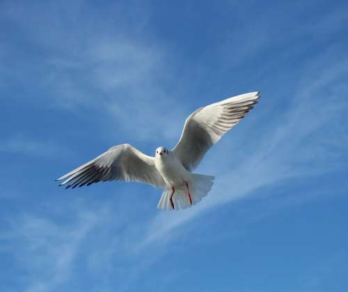 Seagull Bird Gulls Flying Fly Wing Sky Istanbul