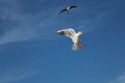 Seagull Bird Gulls Flying Fly Wing Sky Istanbul