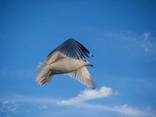 Seagull Flying Bird Sea Flight Animal Nature