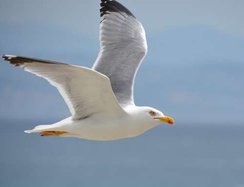 Seagull Sea Sky Birds Flight Summer Pen Flying