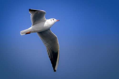 Seagull Bird Wing Flying Nature Sky Animal