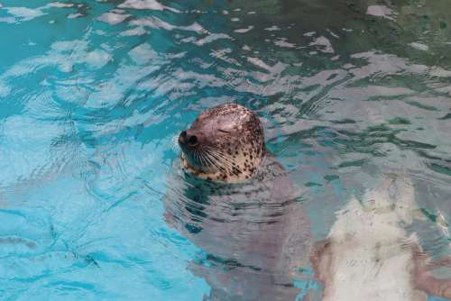 Seal Water Mammal Animal Swim Underwater Nature