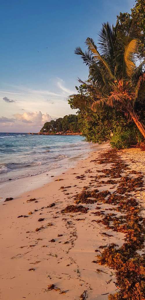 Seychelles Sunset Beach Palm Trees The Sky Ocean