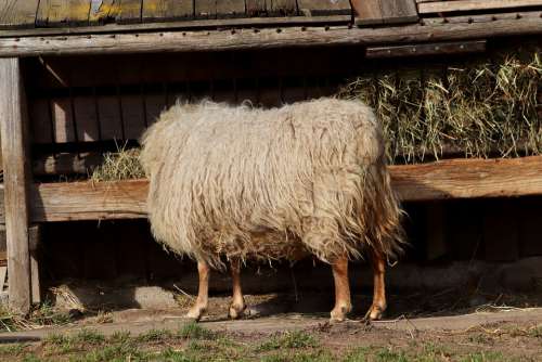 Sheep Pet Livestock Wool Food Hay Sheep'S Wool
