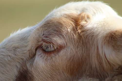 Sheep Pet Livestock Sheepshead Eye Eyelashes
