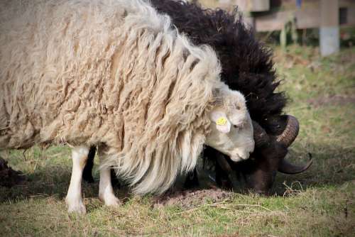 Sheep Livestock Pet Wool Sheep'S Wool Mammal