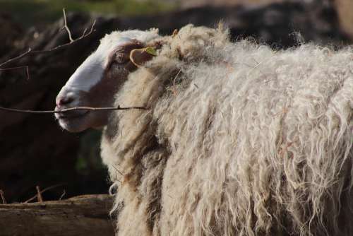 Sheep Livestock Pet Wool Sheep'S Wool Mammal