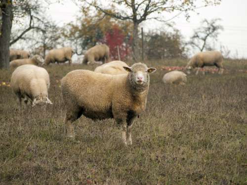 Sheep Pasture Meadow Autumn Fruit Tree Apple Wool