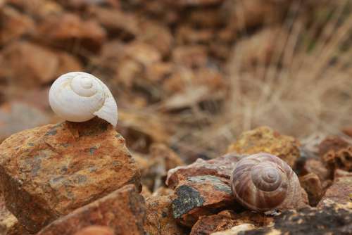 Shell Snails Stone Brown Yellow Ot White Kennedy