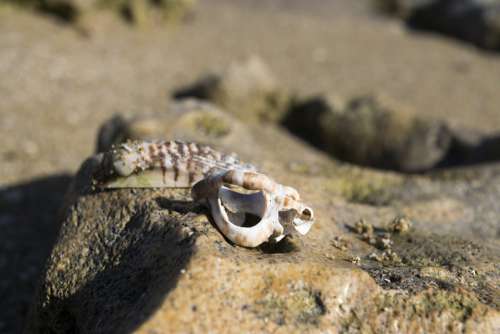 Shells Shell Beach Rocks Sand Nature