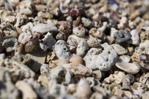 Shells Rocks Stones Sand Sea