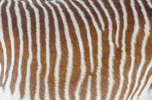 Skin Zebra Striped White Brown Hair