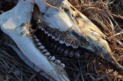 Skull Skeleton Deer Dead Teeth Animal Decay Bone