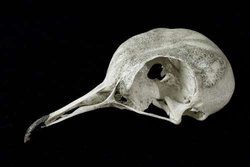 Skull Collared-Dove Bird Bill Beak Anatomy Nature