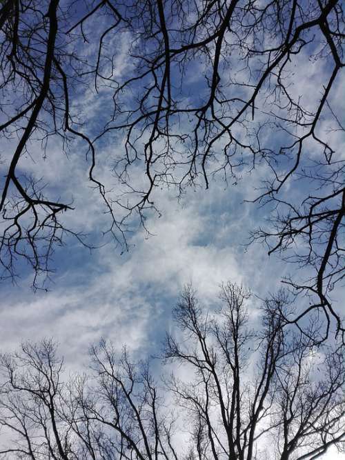 Sky Tree Blue Clouds Drzewi