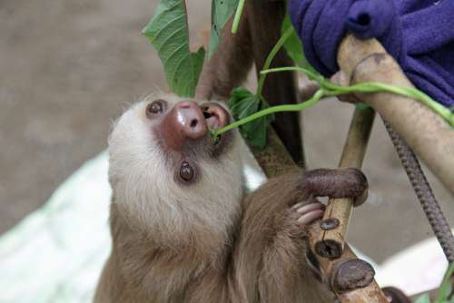 Sloth Arboreal Mammals Baby Nature Animal Fauna