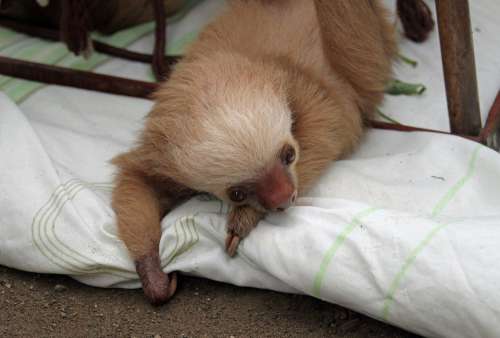 Sloths Arboreal Mammals Slow South America