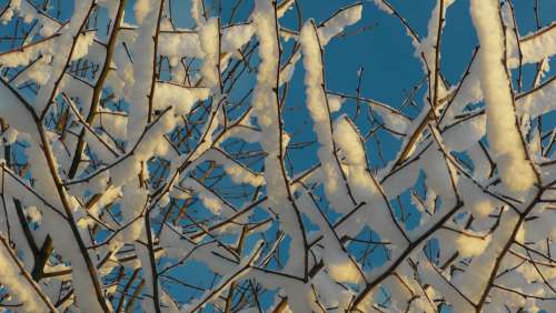Snow Branch Winter Cold Wintry Frost Icy