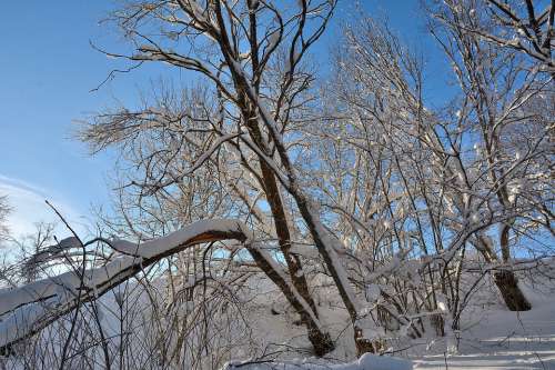 Snow Tree Winter Nature Trees White Cold Snowy