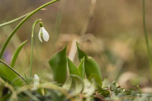 Snow Bell Close Up Spring Bells Garden Plant