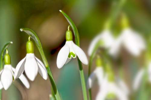 Snowdrop Flower Blossom Bloom Flora Bloom Nature