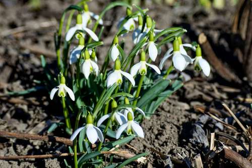 Snowdrop White Signs Of Spring Spring Garden
