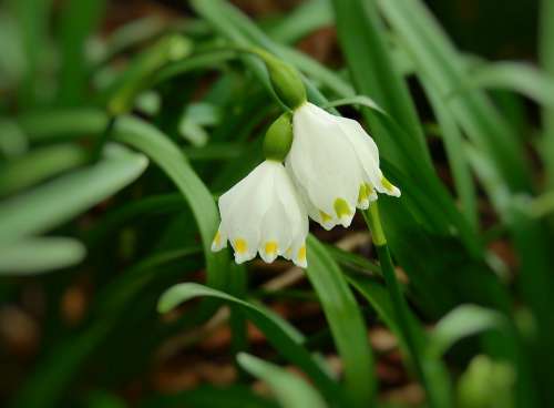 Snowdrop Rubella Flowers Spring Nature Beauty