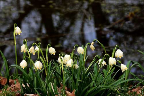 Snowdrops Pond White Flower