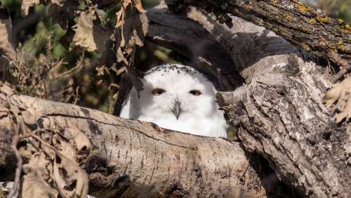 Snowy Owl Owl Raptor Winnipeg Manitoba Canada