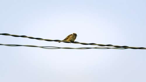 Sparrow Sank Beans Sharing Bird