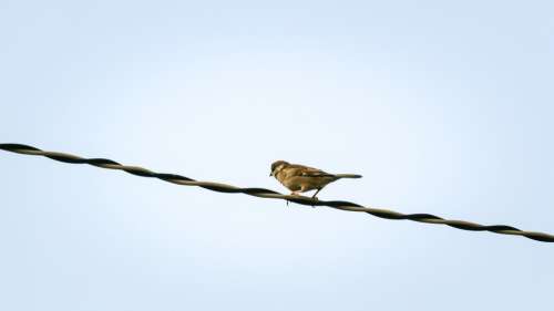 Sparrow Sank Beans Sharing Bird