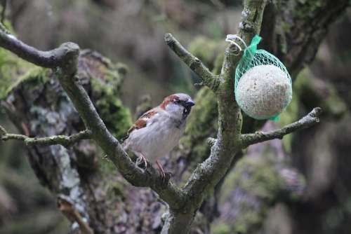 Sparrow Bird Nature Spring Animal Garden