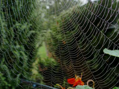 Spider Cobweb Hotel Arachnid Cobwebs Phobia Scary