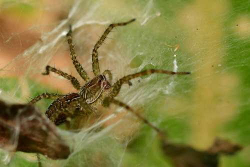 Spider Arachnid Wildlife Invertebrates Insect