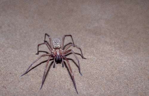 Spider Scary Insect Nature Creepy Horror Hairy