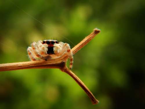 Spider Web Insect Eyes Silk Trap Hunter Predator