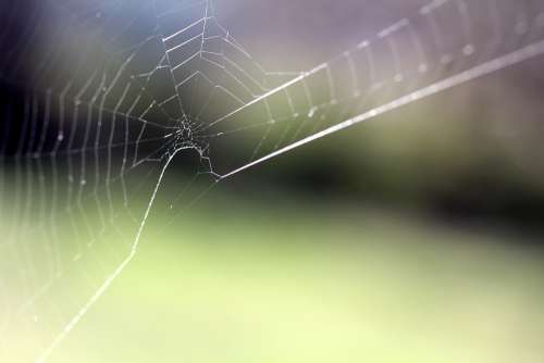 Spider Web Cobweb Nature Macro