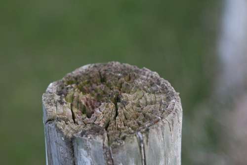 Spring Nature Wood Green Fence Post Fence