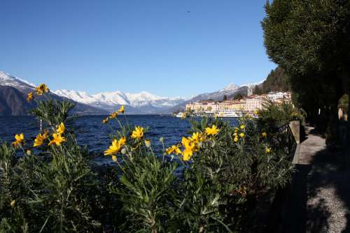 Spring Flowers Lake Nature Como Italy